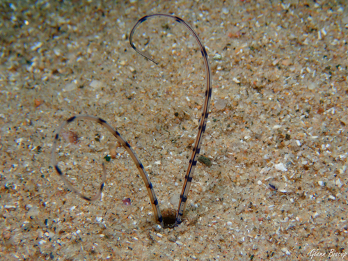 Mesochaetopterus observed 2026-05-14