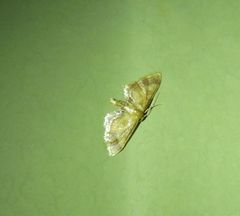Idaea trypheropa