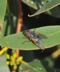 Calliphora augur