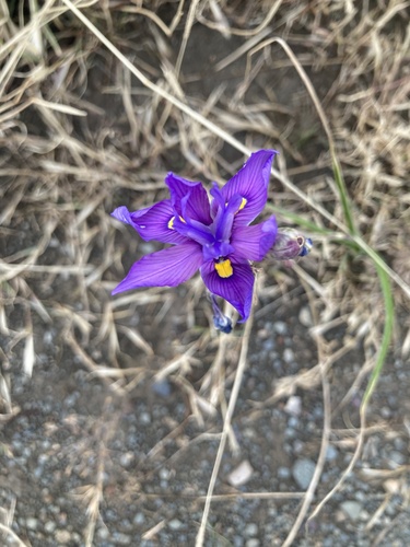 Karoo Tulp