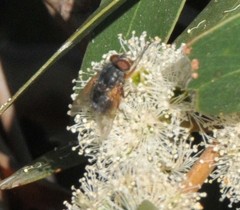 Calliphora augur
