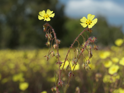 Spotted Rock-rose