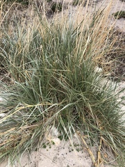 Spinifex hirsutus