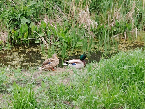 Mallard