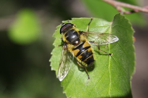 Yellow-haired Sun Fly