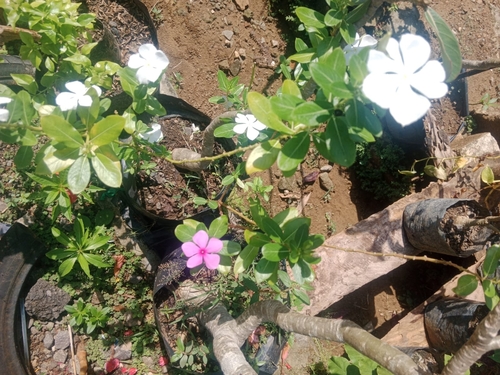 Madagascar Periwinkle