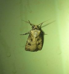 Agrotis interjectionis