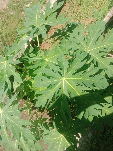 Papaya