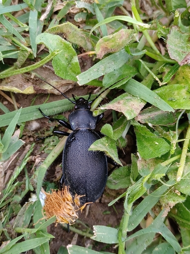 Leather Beetle