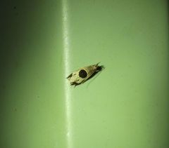 Helcystogramma hibisci