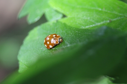 Cream-spotted Ladybird