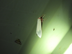 Amerila rubripes