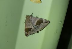 Bastilla solomonensis