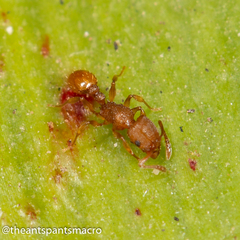 Tetramorium simillimum