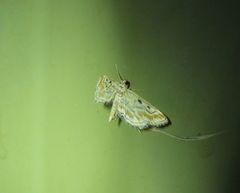 Parapoynx dentizonalis