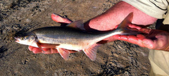 Gila elegans