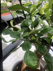 Citrus hystrix