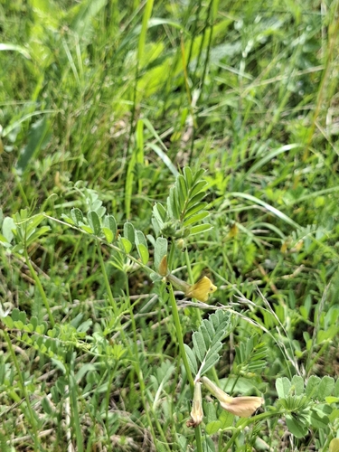 Large yellow vetch