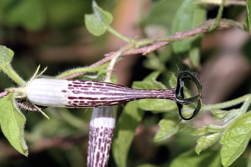 Ceropegia meyeri