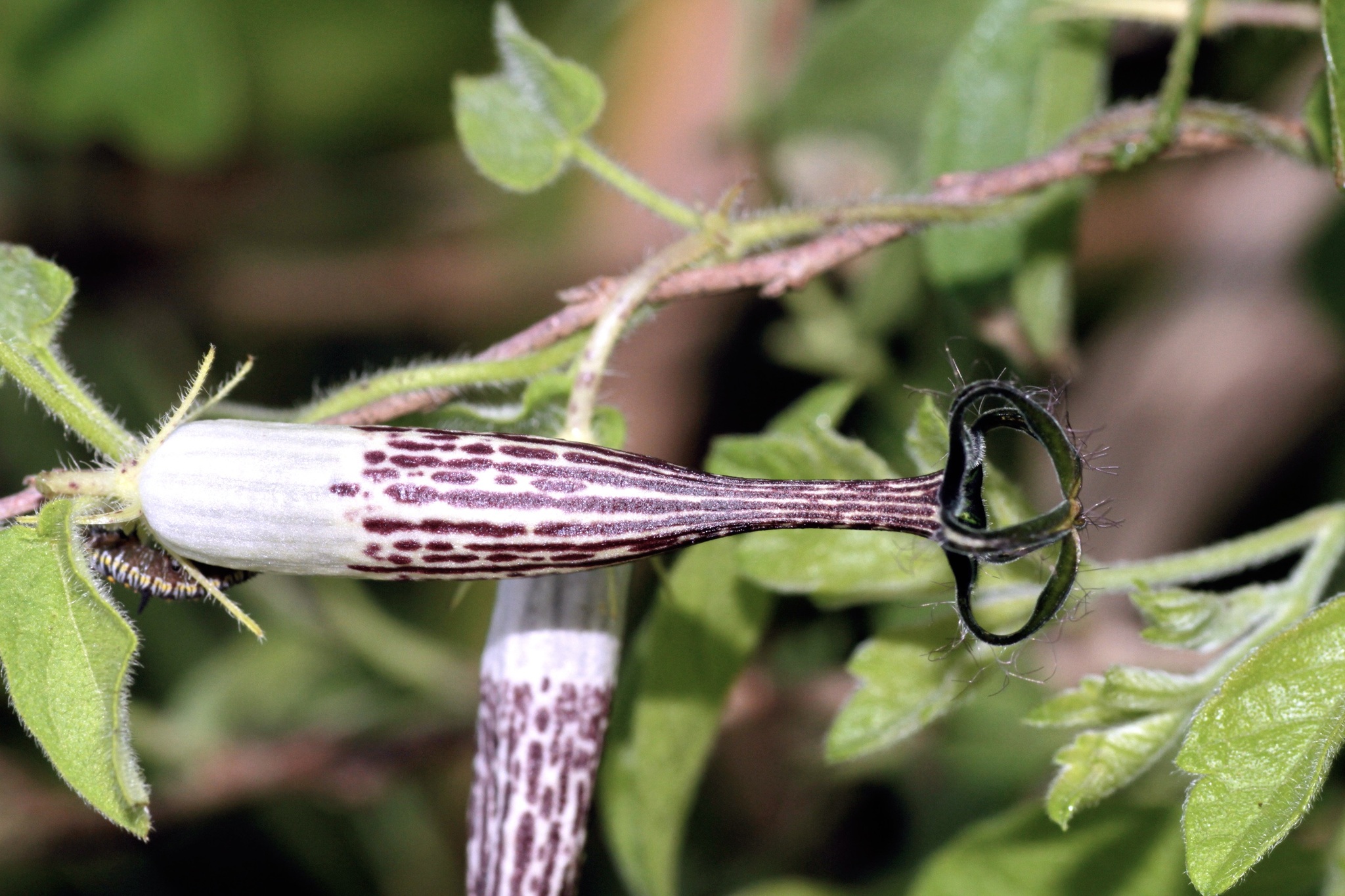 Ceropegia meyeri