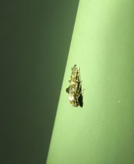 Epermenia commonella