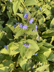 Pentaglottis sempervirens