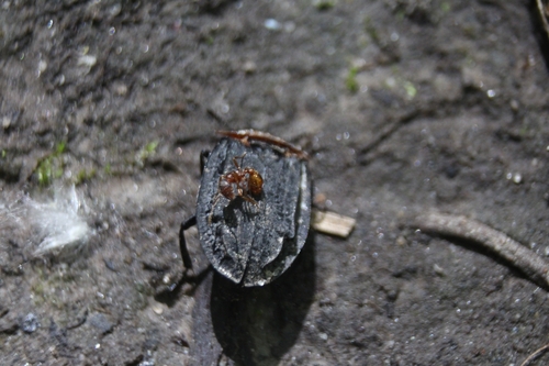 Red-breasted Carrion Beetle