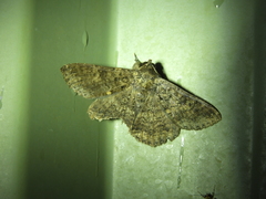 Eudesmeola lawsoni