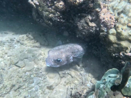 Spotted Porcupinefish