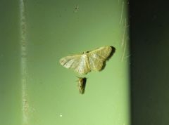 Idaea coercita