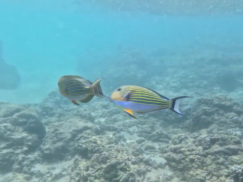 Striped Surgeonfish