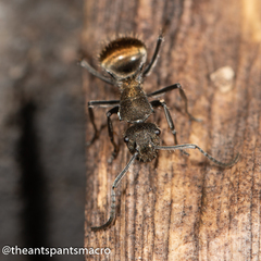 Polyrhachis aurea