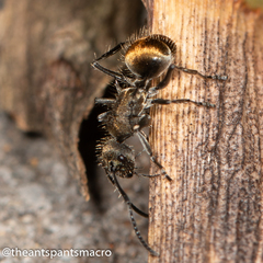 Polyrhachis aurea