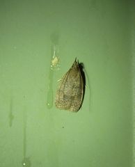 Peritornenta