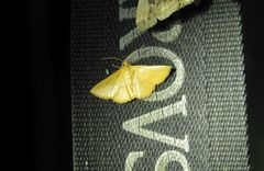 Striglina