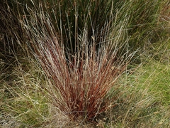 Schoenus pauciflorus