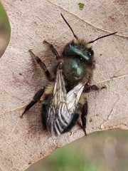 Osmia lignaria lignaria