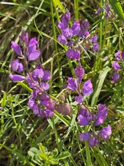 Nicean Milkwort (Polygala nicaeensis)
