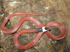 Pseudoboa neuwiedii