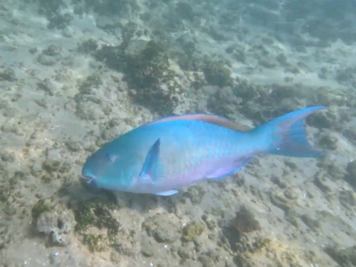 Blue-barred Parrotfish