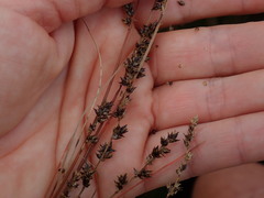 Carex tenuiculmis