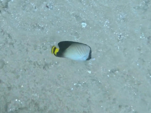 Indian Vagabond Butterflyfish