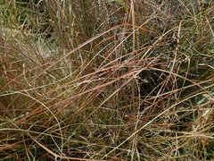 Carex tenuiculmis