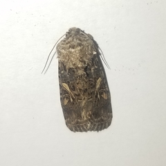 Spodoptera praefica