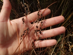 Carex tenuiculmis