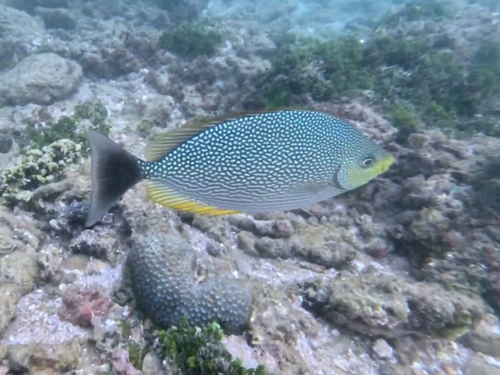 Java Rabbitfish