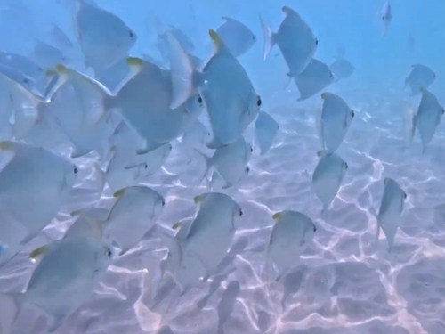 Diamondfish