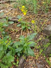 Calceolaria meyeniana, photograph (c) Cesar Ormazabal, some rights reserved (CC BY)