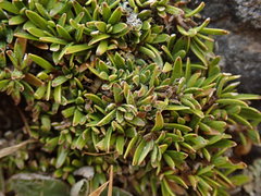 Coprosma petriei