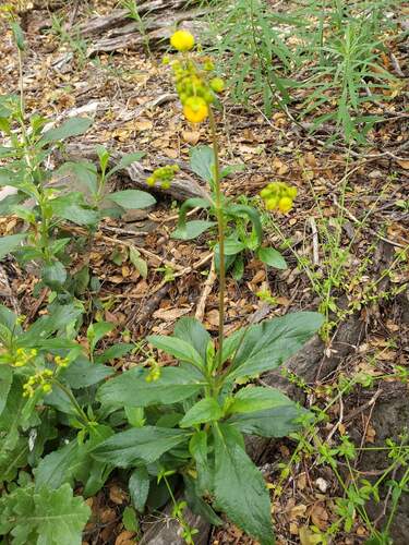 Calceolaria meyeniana, photograph 2